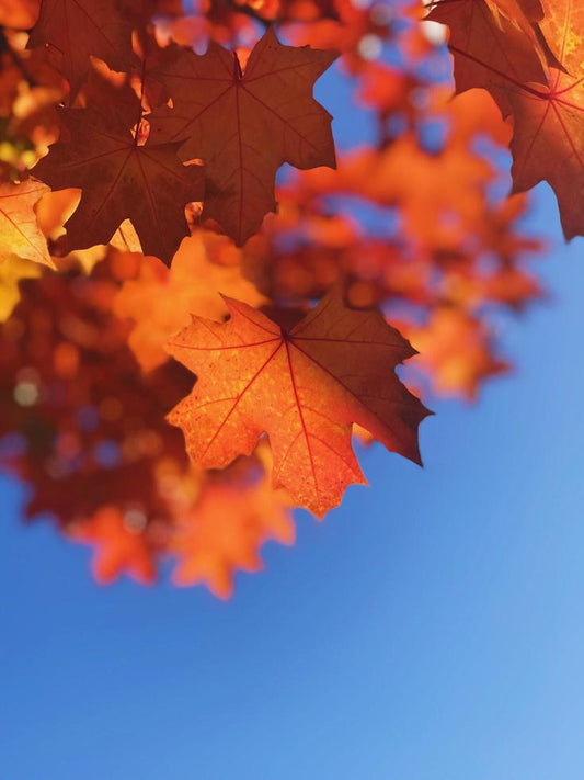 Why Seasonal Skincare Matters: How to Care for Your Skin Year-Round
