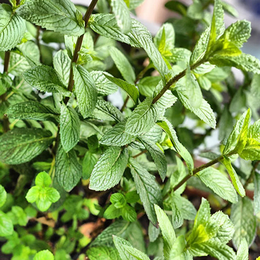 Nature's Cooling Herb: Peppermint