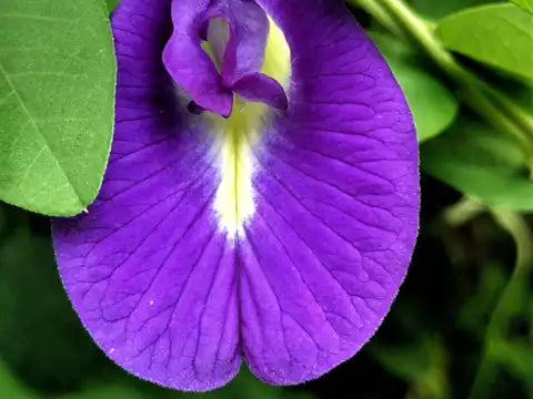 Antioxidants in Skin Care – Why are they important and where can we find them in nature?