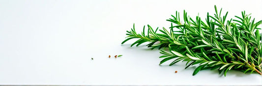 ISSUE 02 The Remarkable Rosemary: An Essential Oil Powerhouse - CakeFaceSoaping