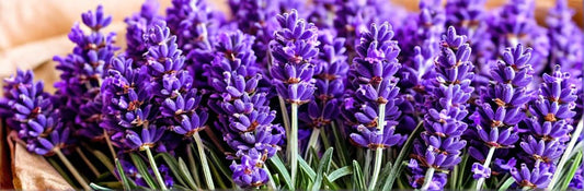 ISSUE 04 Lavender ... it's not just for chillin' out! - CakeFaceSoaping