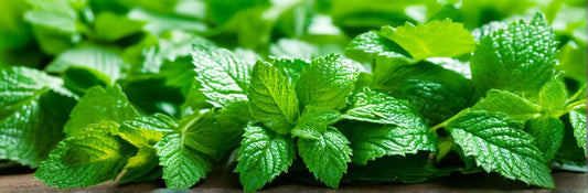 ISSUE 05 Peppermint is sooo good for your skincare routine. Here's why... - CakeFaceSoaping